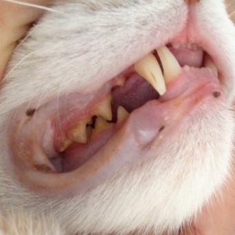 удаление зубного камня у кошек