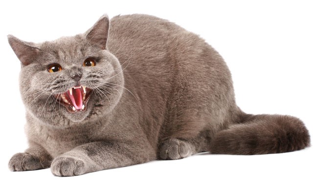 удаление зубов у кошек