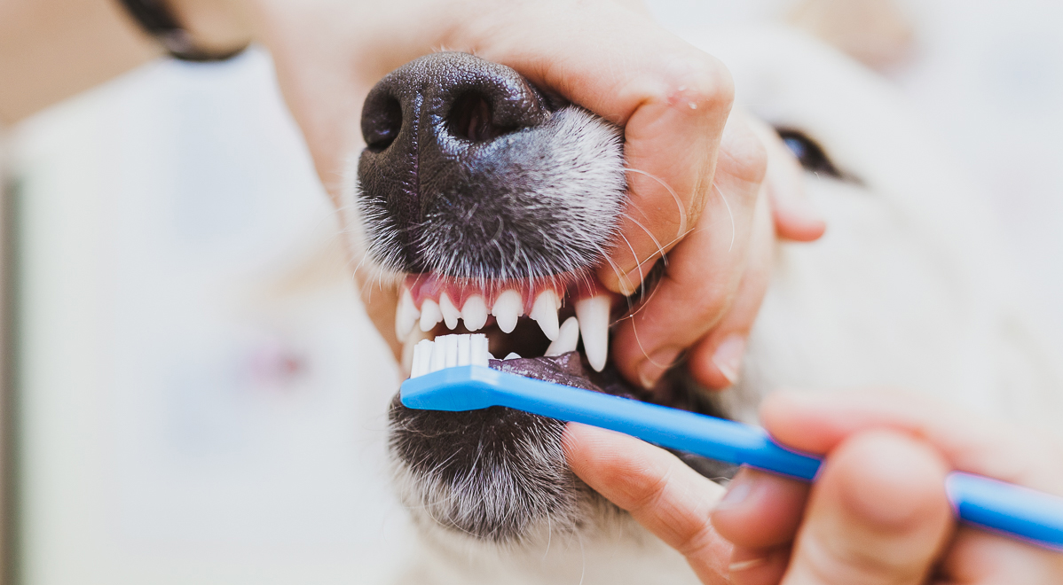 лечение зубов у собак