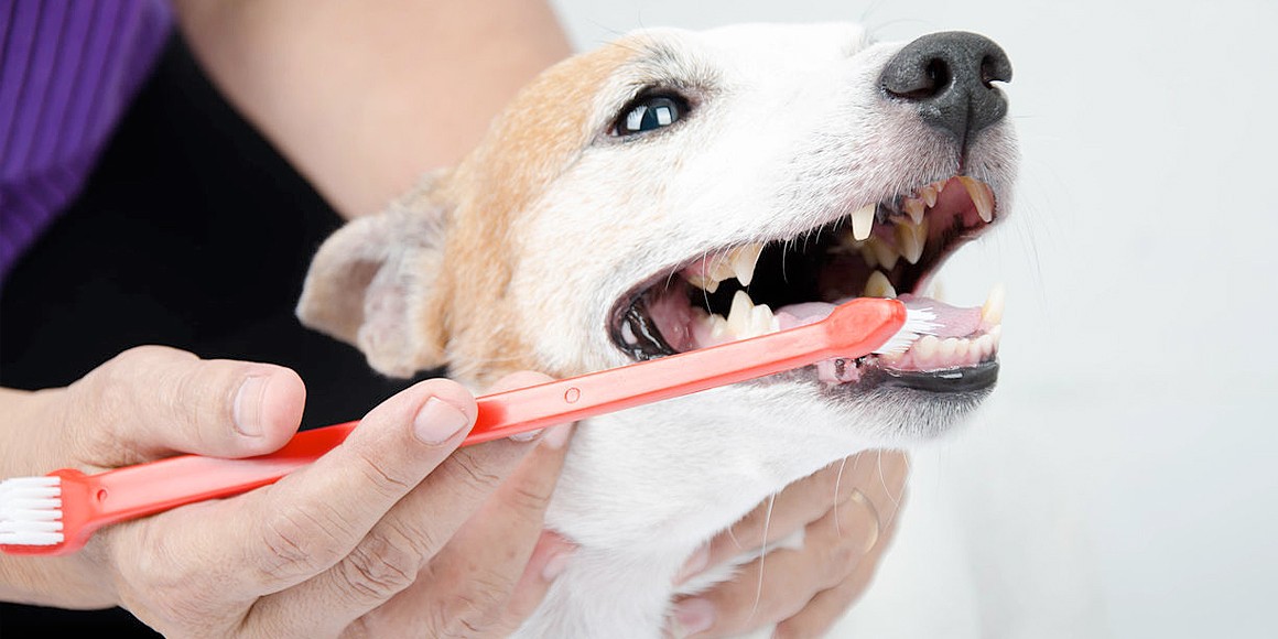 стоматолог для собак