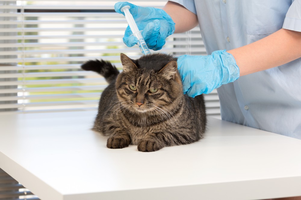 Биохимический анализ крови кошки в Брянске, цены ветклиники | «Ветеринар 24»