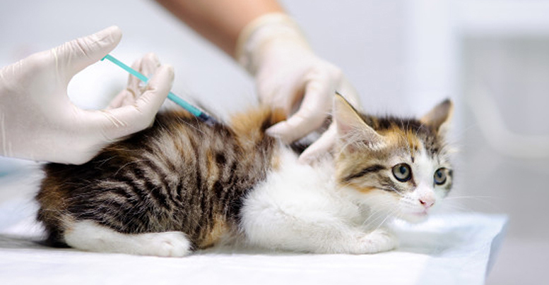 вакцинация кошек прививками