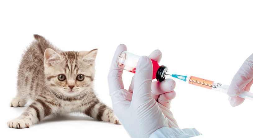 вакцинация кошек прививкой Мультифел