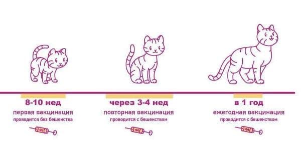 Вакцинация котов прививками в Брянске, цены на прививки для кошек |  «Ветеринар 24»